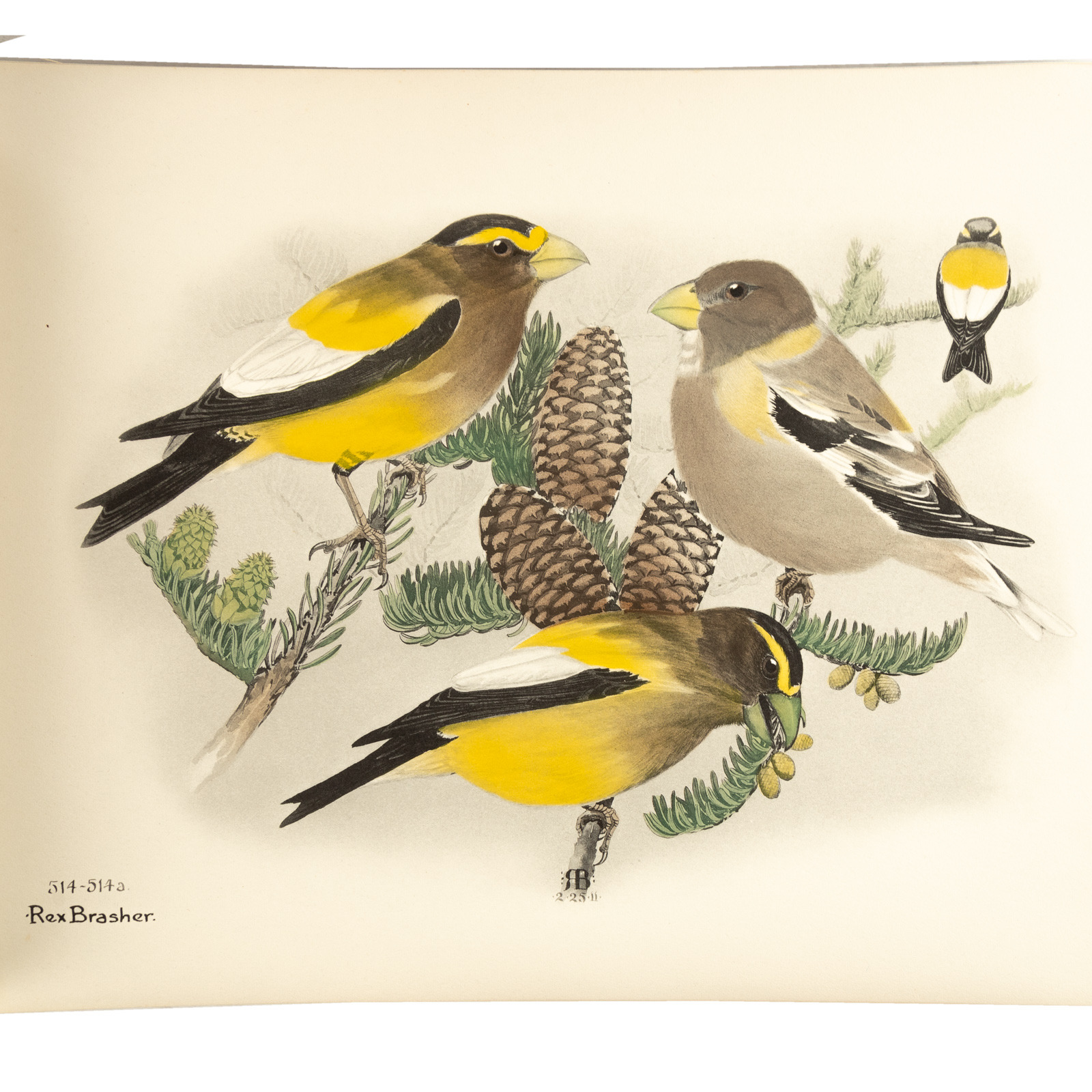 Rex Brasher’s Birds & Trees of North America